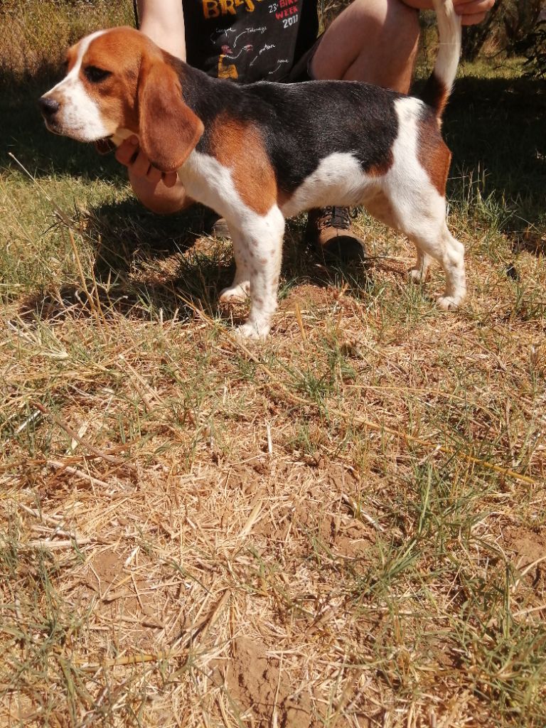 Sybelle de l'echo des garrigues