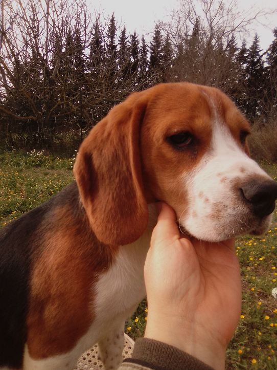 de l'echo des garrigues - Chiot disponible  - Beagle