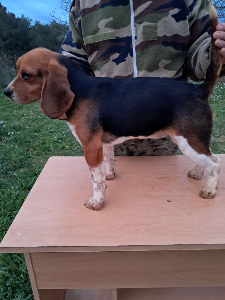 de l'echo des garrigues - Chiot disponible  - Beagle