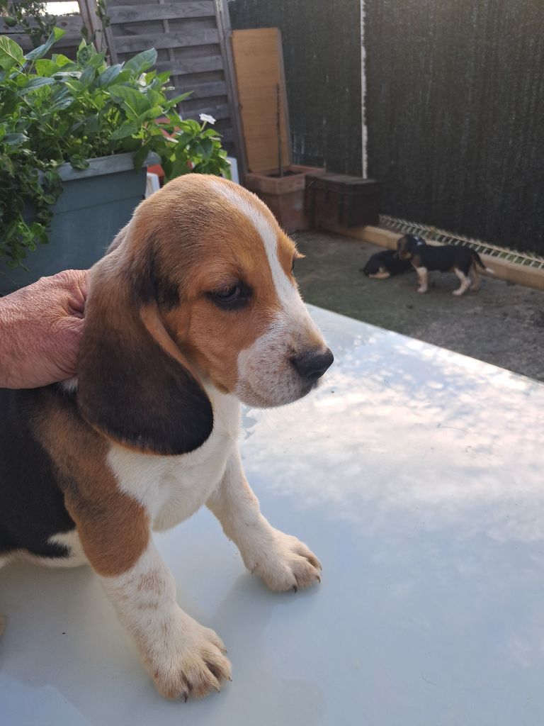 de l'echo des garrigues - Chiot disponible  - Beagle