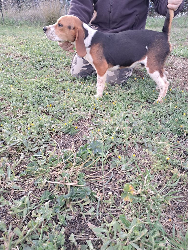 de l'echo des garrigues - Chiot disponible  - Beagle
