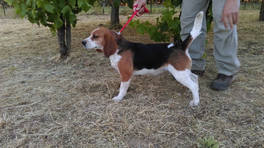 CH. Diva des coteaux de la couture