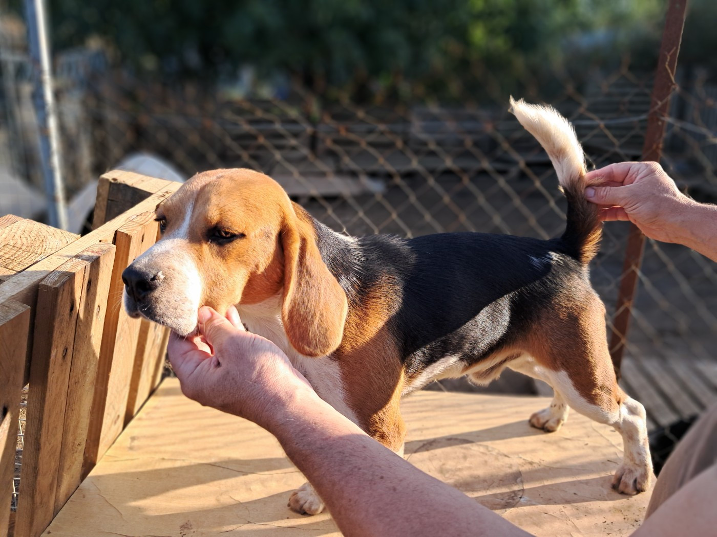 vito de l'echo des garrigues